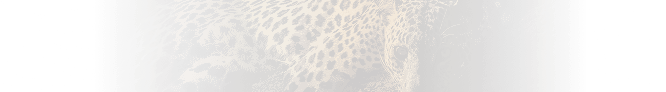 Leopard 3