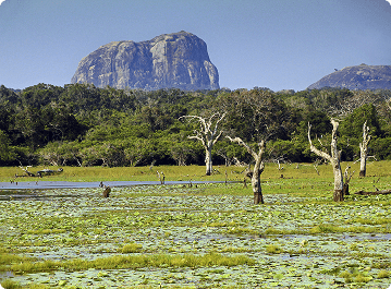 Yala National park Block 5