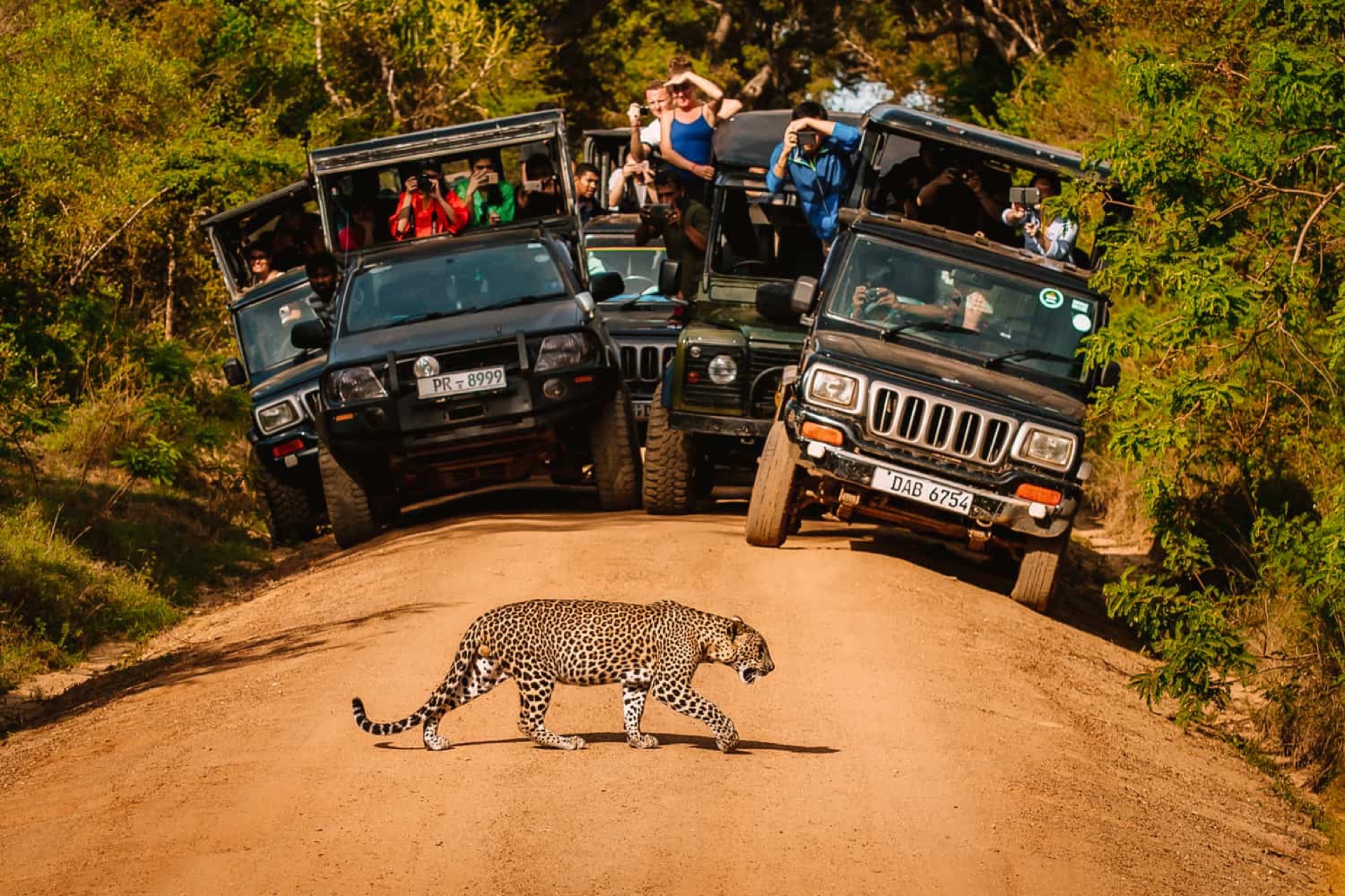 Yala wildlife