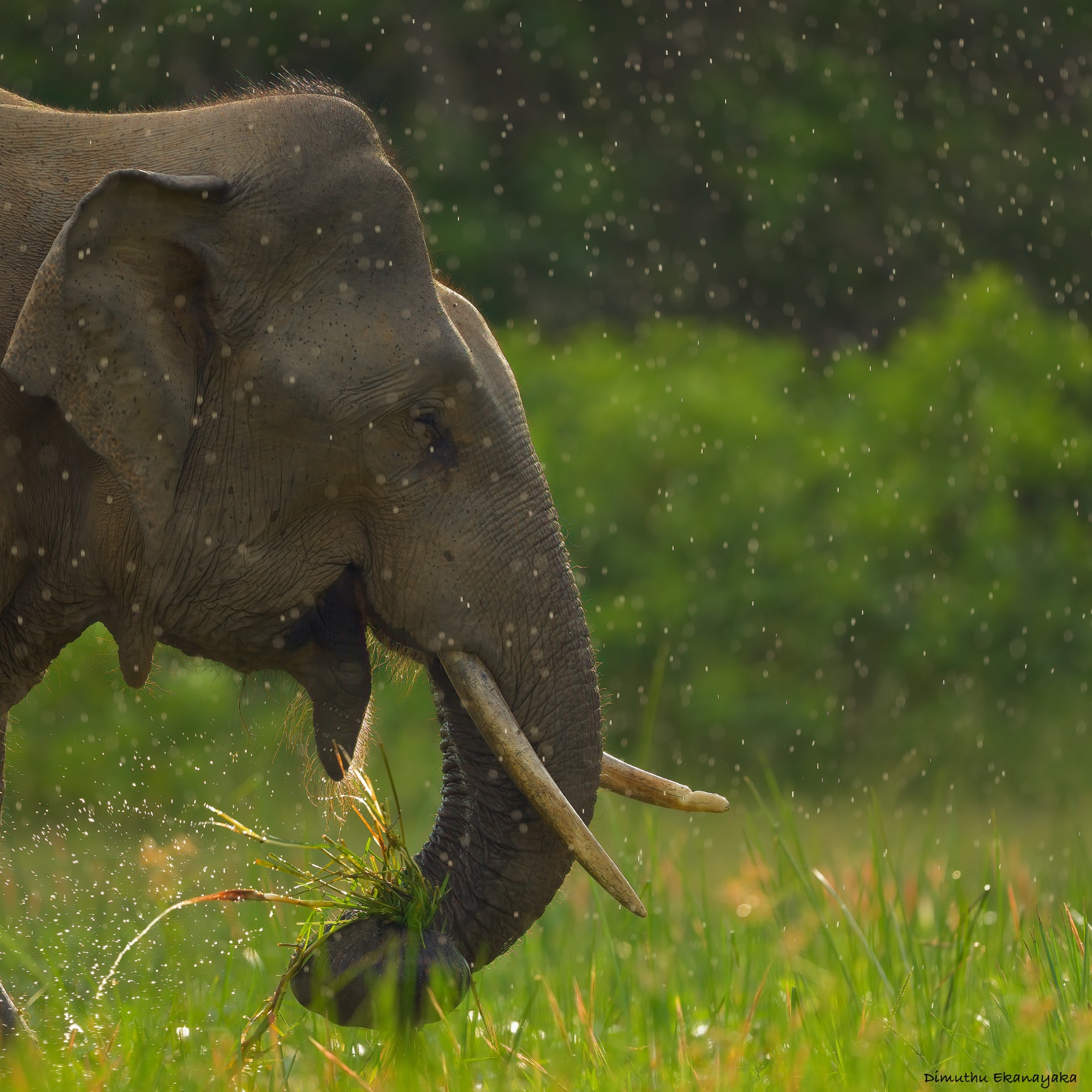 Yala safari