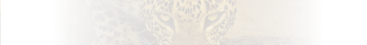Leopard 1