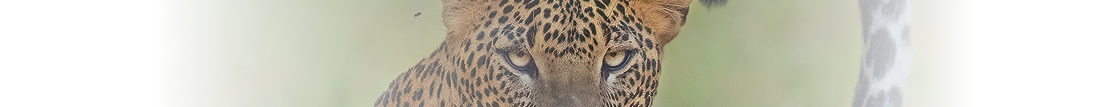 Leopard 2