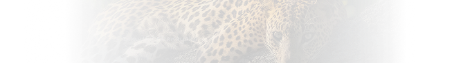 Leopard 3