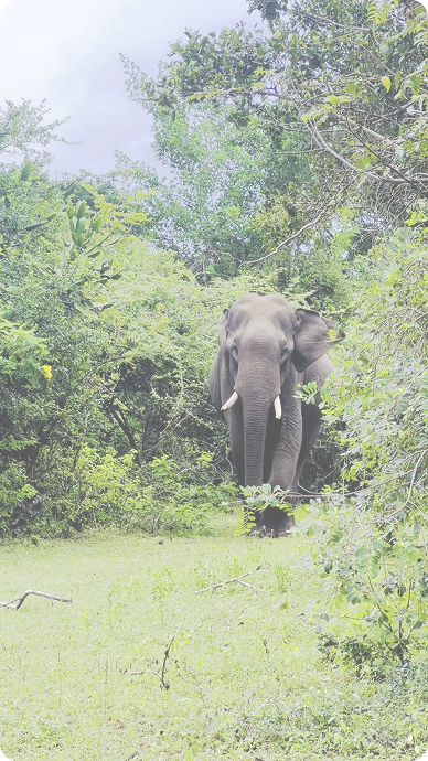 Yala landscape